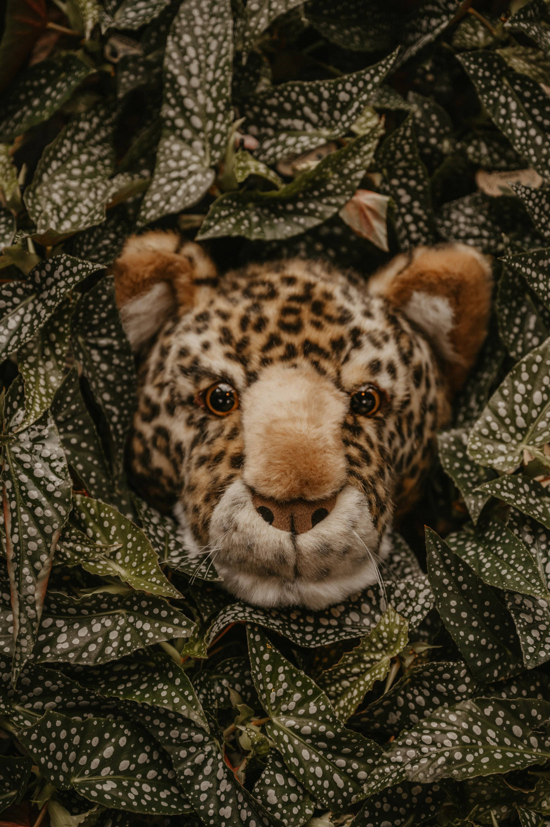 Trophée Charlie le léopard : décoration murale - Tête moyenne Wild and Soft
