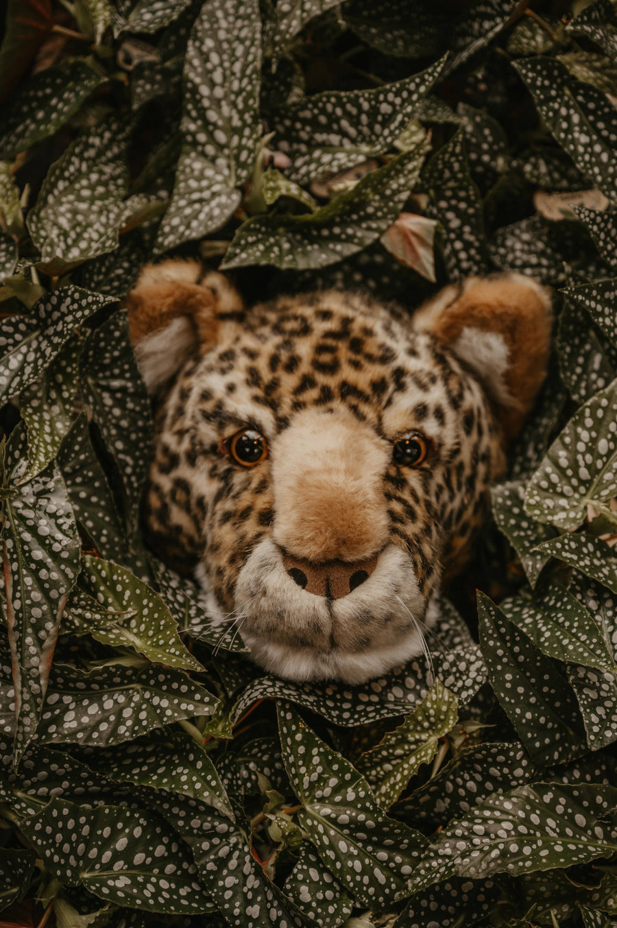 Trophée Charlie le léopard : décoration murale - Tête moyenne Wild and Soft